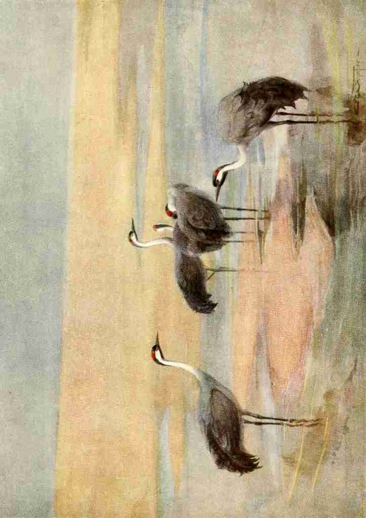 Whymper Charles 1853 1941 Egyptian Birds 1909 Cranes A4 Photo Print
