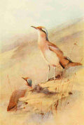 Whymper Charles 1853 1941 Egyptian Birds 1909 Cream coloured Courser A4 Photo Print