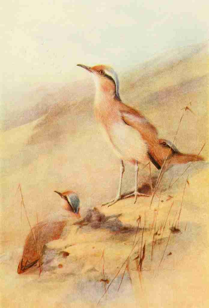Whymper Charles 1853 1941 Egyptian Birds 1909 Cream coloured Courser A4 Photo Print