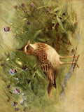 Whymper Charles 1853 1941 Egyptian Birds 1909 Crested Lark A4 Photo Print