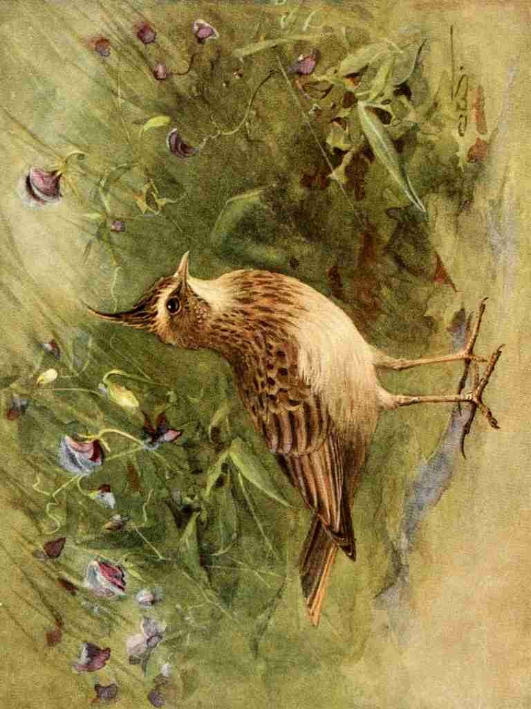 Whymper Charles 1853 1941 Egyptian Birds 1909 Crested Lark A4 Photo Print