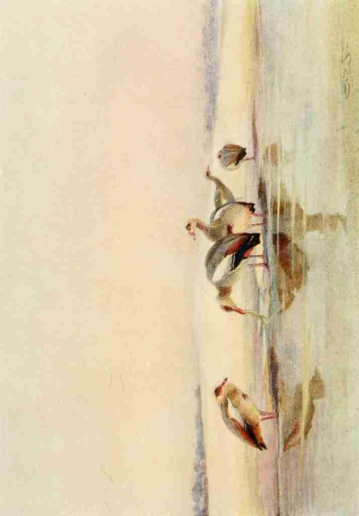Whymper Charles 1853 1941 Egyptian Birds 1909 Egyptian Geese A4 Photo Print