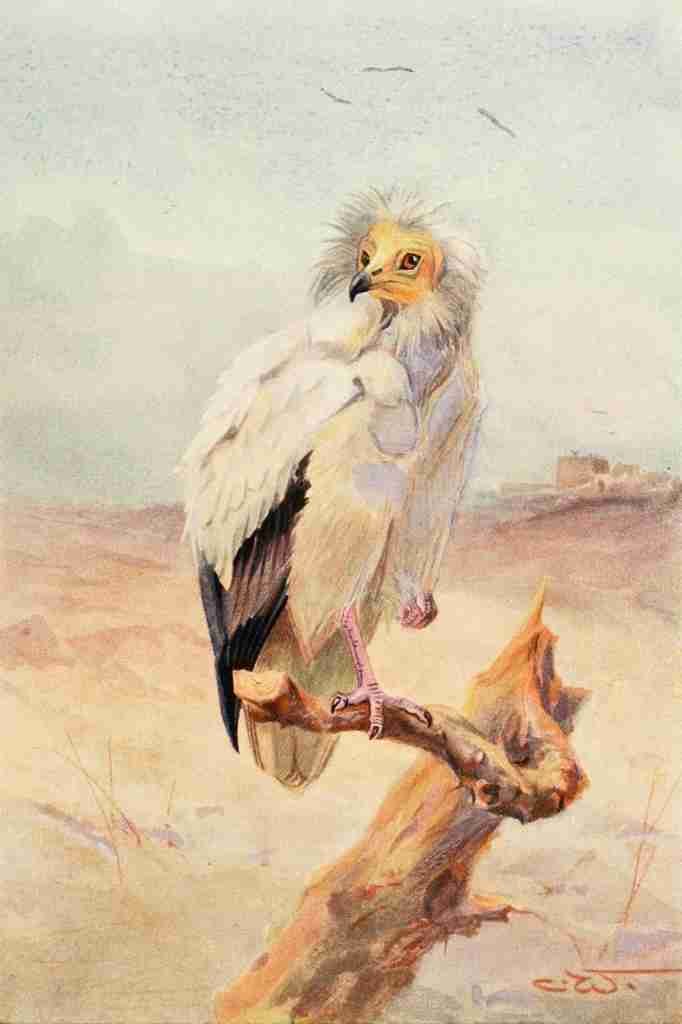 Whymper Charles 1853 1941 Egyptian Birds 1909 Egyptian Vulture A4 Photo Print