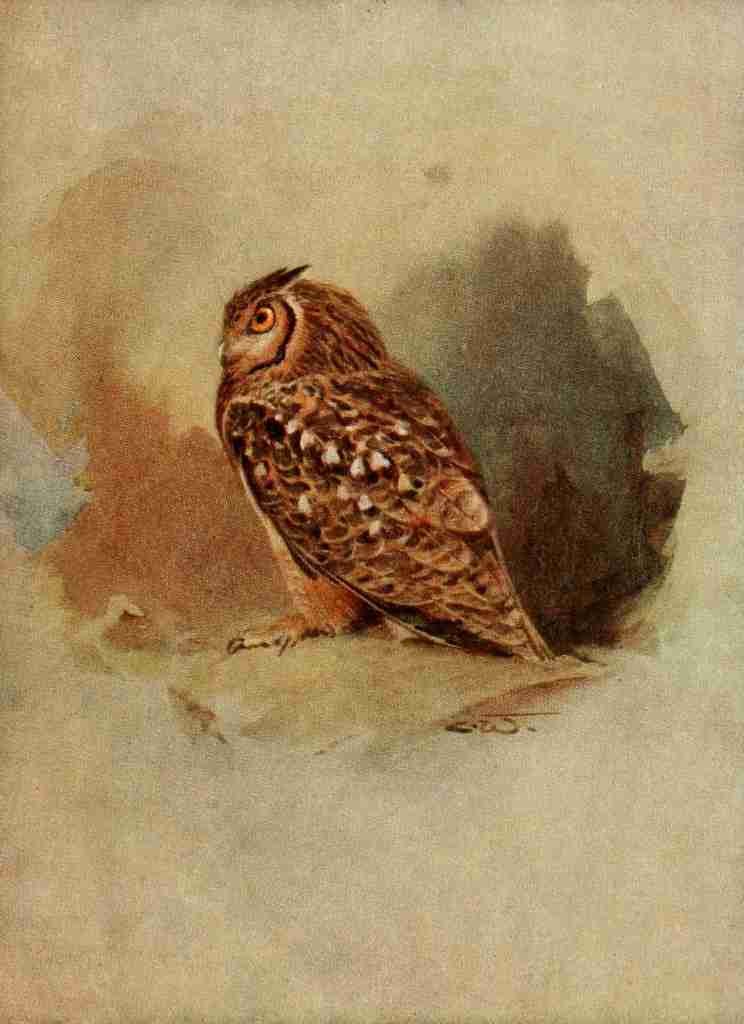 Whymper Charles 1853 1941 Egyptian Birds 1909 Egyptian eagle owl Vintage A4 Photo Print