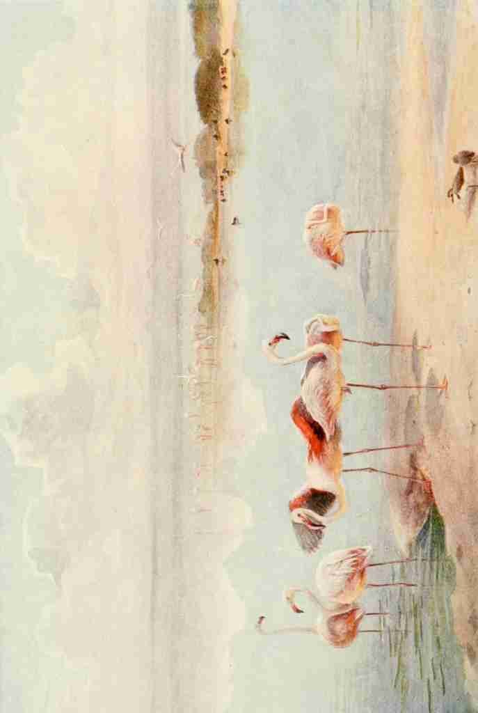 Whymper Charles 1853 1941 Egyptian Birds 1909 Flamingo A4 Photo Print