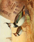 Whymper Charles 1853 1941 Egyptian Birds 1909 Green Plover or Lapwing A4 Photo Print