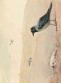 Whymper Charles 1853 1941 Egyptian Birds 1909 Hooded crow A4 Photo Print