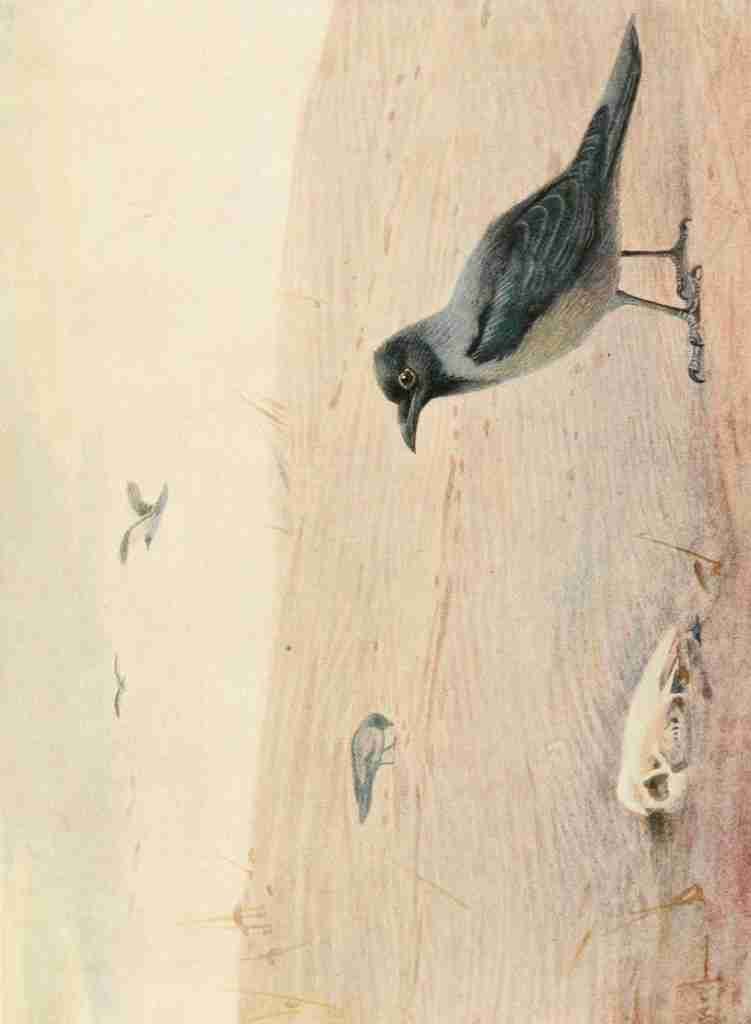 Whymper Charles 1853 1941 Egyptian Birds 1909 Hooded crow A4 Photo Print
