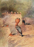 Whymper Charles 1853 1941 Egyptian Birds 1909 Hoopoe A4 Photo Print