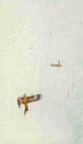 Whymper Charles 1853 1941 Egyptian Birds 1909 Kites in flight A4 Photo Print