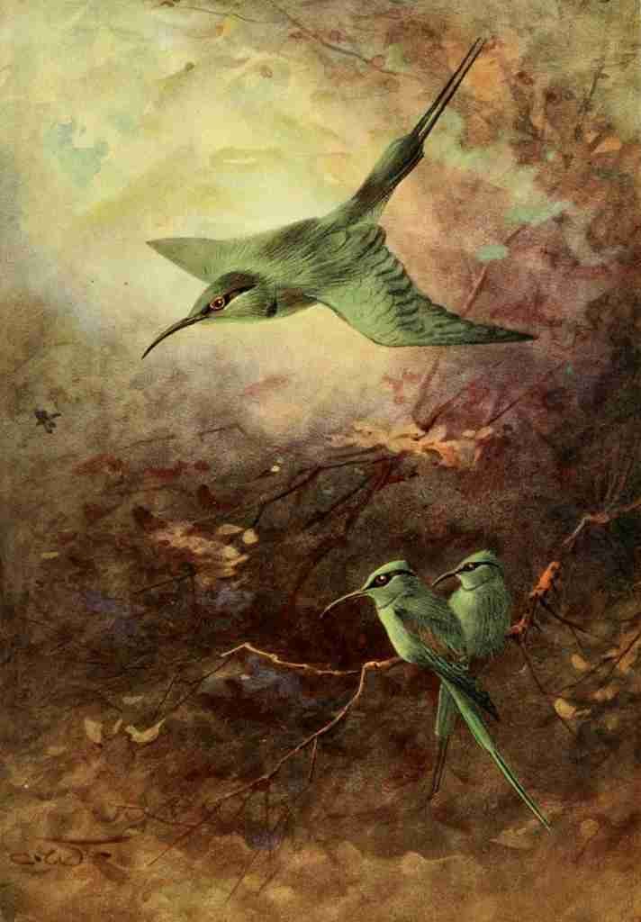 Whymper Charles 1853 1941 Egyptian Birds 1909 Little green bee eater A4 Photo Print