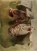 Whymper Charles 1853 1941 Egyptian Birds 1909 Little owl A4 Photo Print