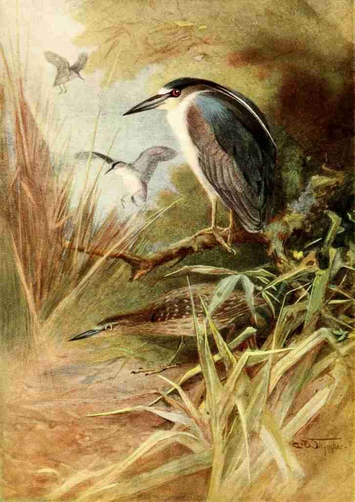 Whymper Charles 1853 1941 Egyptian Birds 1909 Night Heron A4 Photo Print