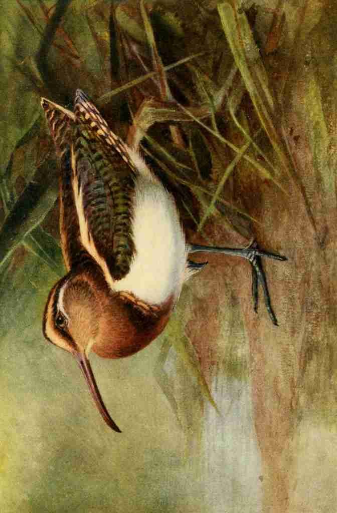 Whymper Charles 1853 1941 Egyptian Birds 1909 Painted Snipe A4 Photo Print
