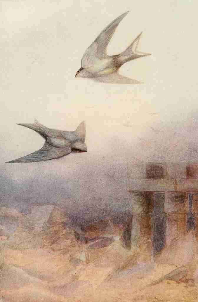 Whymper Charles 1853 1941 Egyptian Birds 1909 Pale crag swallow A4 Photo Print