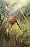 Whymper Charles 1853 1941 Egyptian Birds 1909 Reed Warbler A4 Photo Print