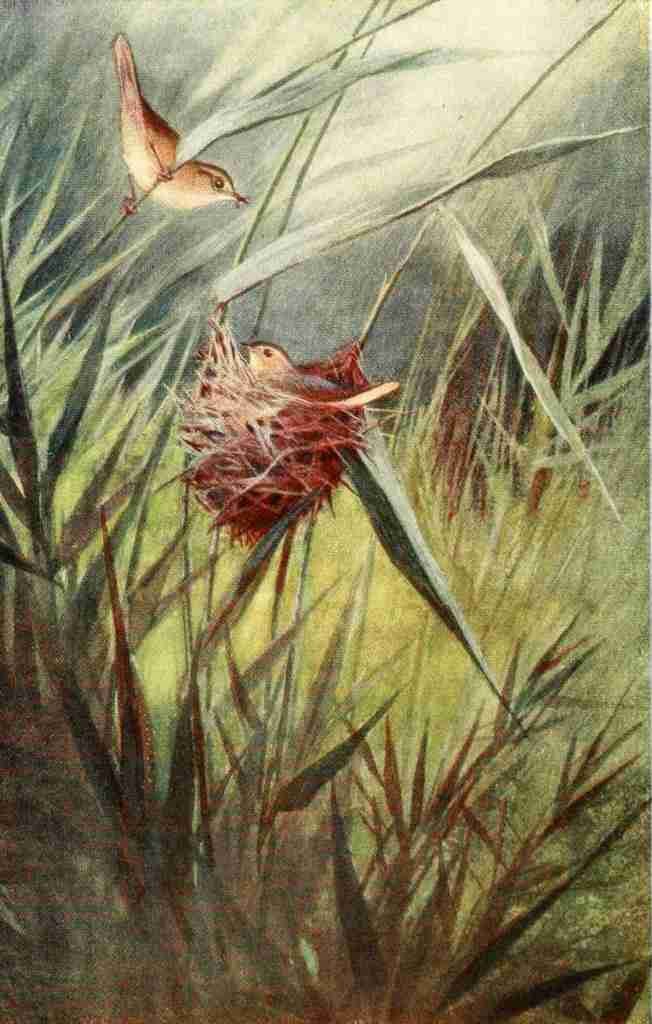 Whymper Charles 1853 1941 Egyptian Birds 1909 Reed Warbler A4 Photo Print