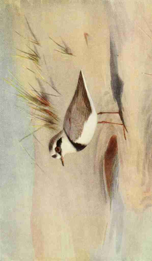 Whymper Charles 1853 1941 Egyptian Birds 1909 Ringed Plover A4 Photo Print