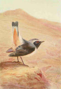 Whymper Charles 1853 1941 Egyptian Birds 1909 Rosy Chat A4 Photo Print