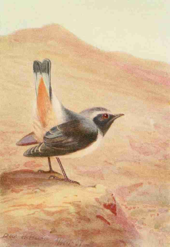 Whymper Charles 1853 1941 Egyptian Birds 1909 Rosy Chat A4 Photo Print