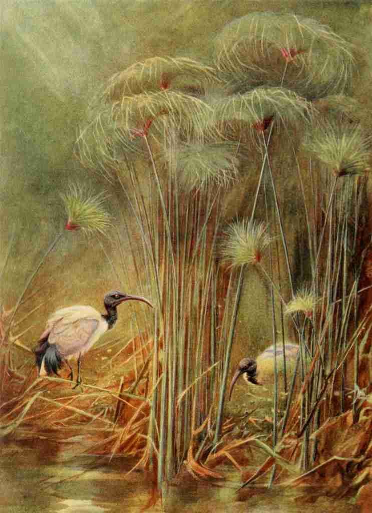 Whymper Charles 1853 1941 Egyptian Birds 1909 Sacred Ibis and papyrus A4 Photo Print