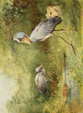 Whymper Charles 1853 1941 Egyptian Birds 1909 Shoebill Stork A4 Photo Print