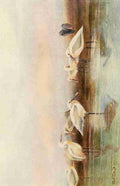 Whymper Charles 1853 1941 Egyptian Birds 1909 Spoonbills A4 Photo Print