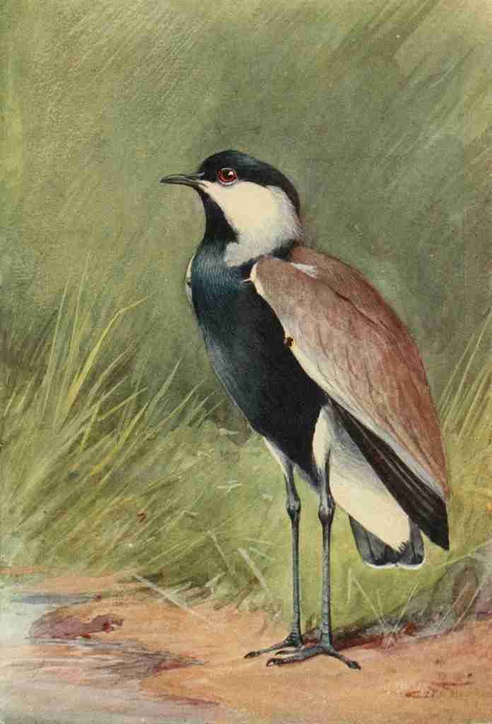 Whymper Charles 1853 1941 Egyptian Birds 1909 Spur winged Plover A4 Photo Print