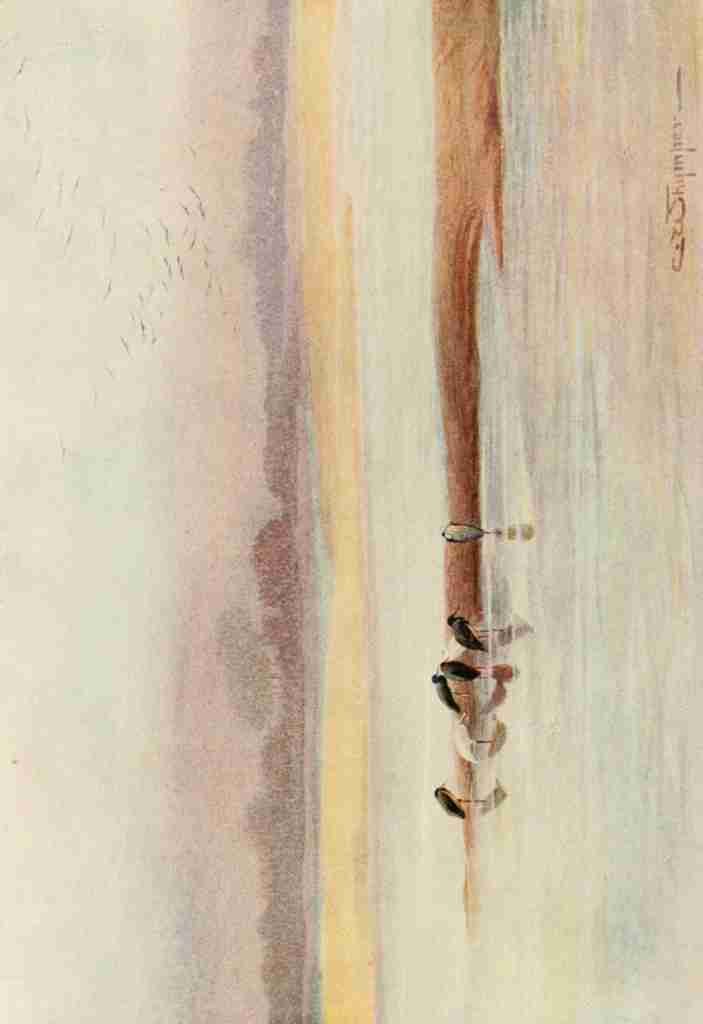 Whymper Charles 1853 1941 Egyptian Birds 1909 Storks A4 Photo Print