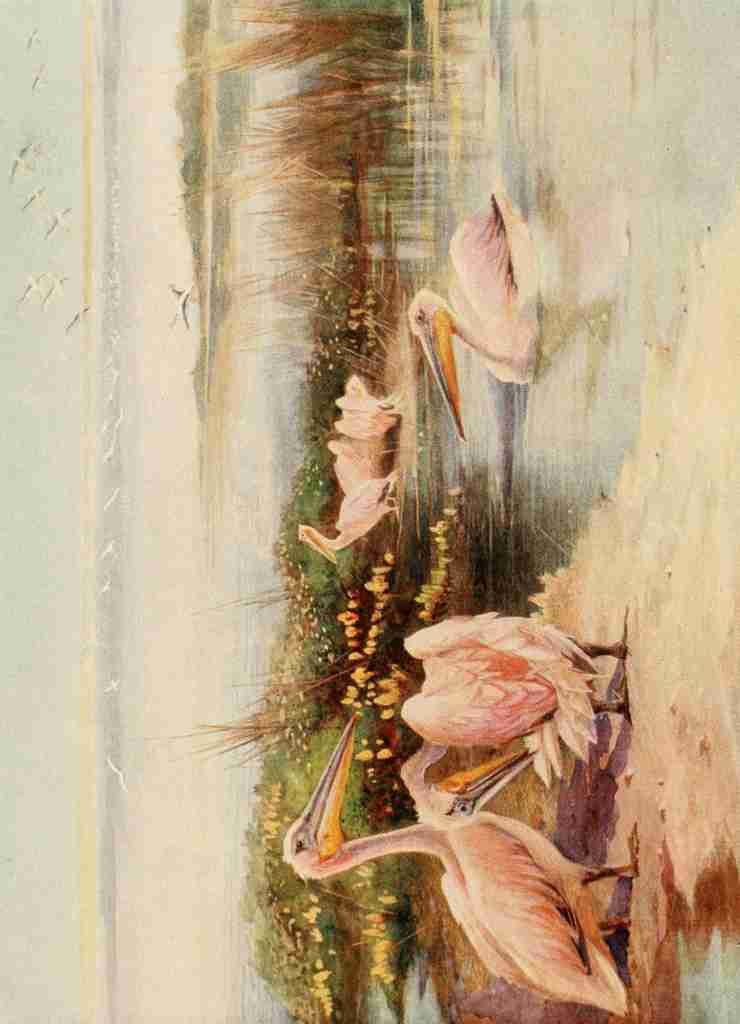 Whymper Charles 1853 1941 Egyptian Birds 1909 White Pelicans Vintage A4 Photo Print