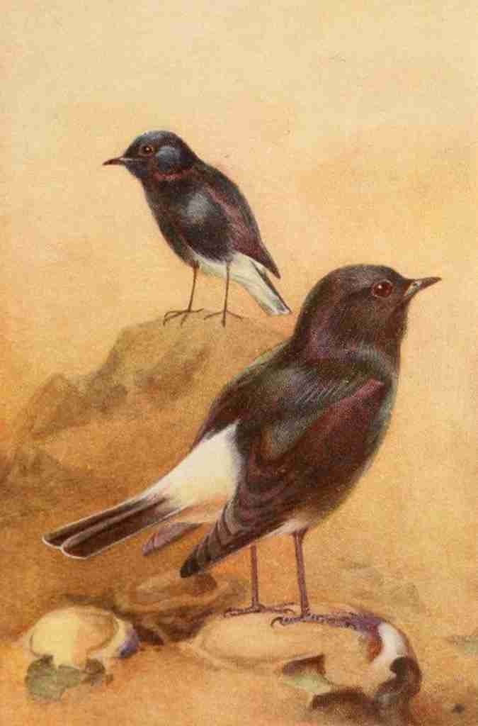Whymper Charles 1853 1941 Egyptian Birds 1909 White rumped Chat A4 Photo Print