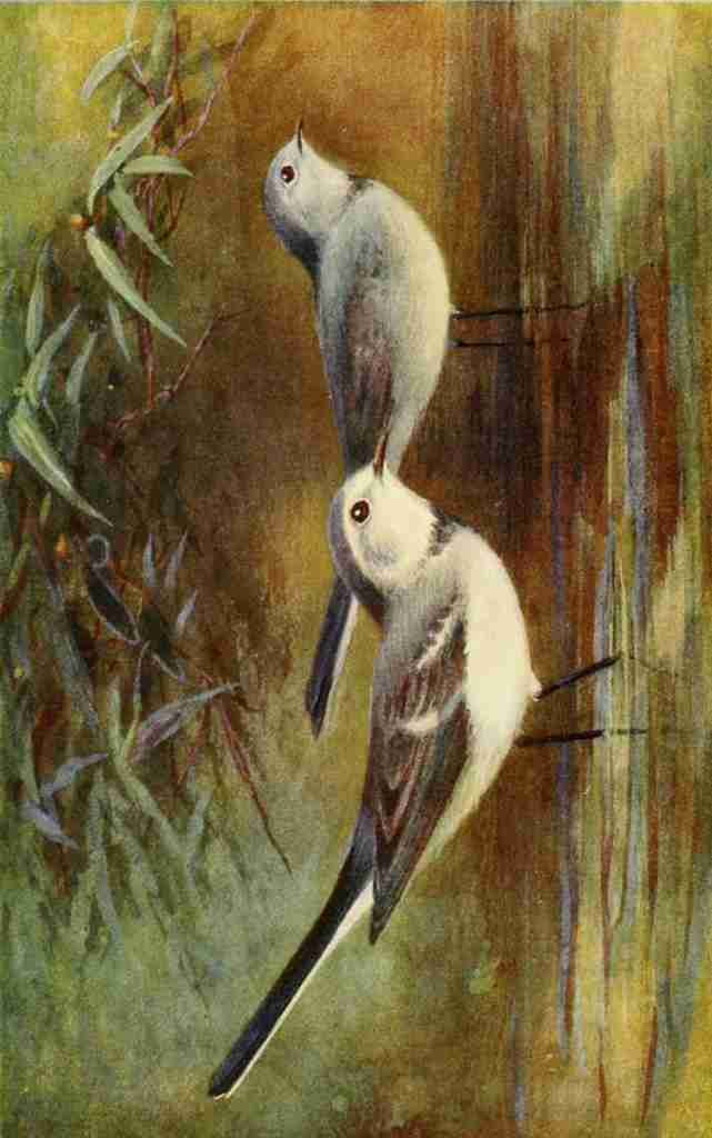 Whymper Charles 1853 1941 Egyptian Birds 1909 White wagtail A4 Photo Print