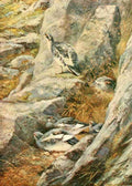Whymper Charles 1853 1941 Grouse & Grouse Moors 1910 Ptarmigan on Schiehallion A4 Photo Print