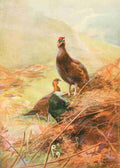 Whymper Charles 1853 1941 Grouse & Grouse Moors 1910 Springtime on the Moors A4 Photo Print
