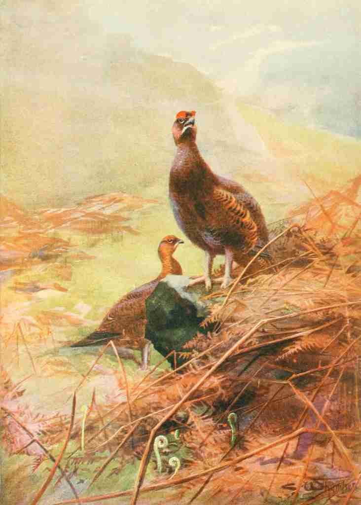 Whymper Charles 1853 1941 Grouse & Grouse Moors 1910 Springtime on the Moors A4 Photo Print