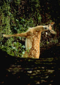 Wild Animal 006073 Spotted Fawn Behind Tree A4 Photo Print