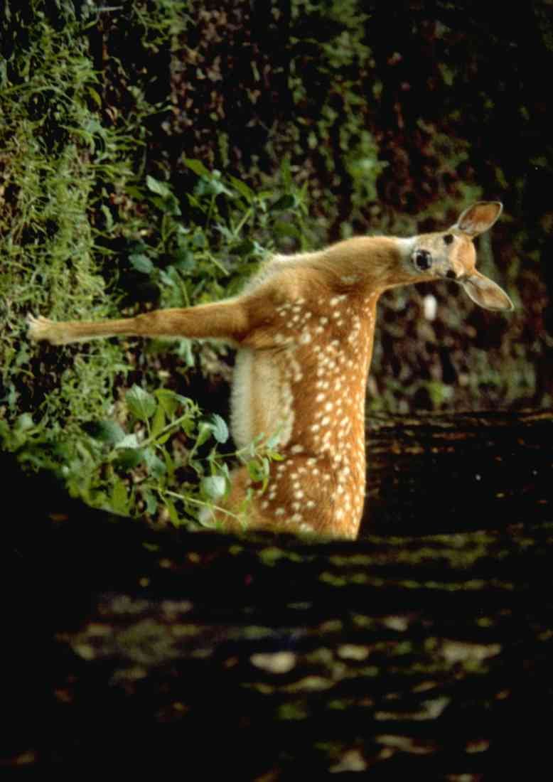 Wild Animal 006073 Spotted Fawn Behind Tree A4 Photo Print