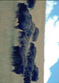 Wild Animal 006080 Bison Herd In Dry Grass A4 Photo Print