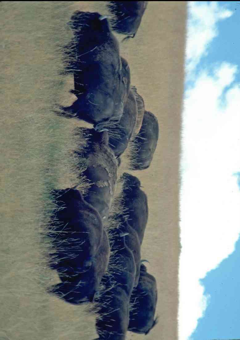 Wild Animal 006080 Bison Herd In Dry Grass A4 Photo Print