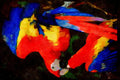 Wild Birds 008000 Two Scarlet Macaws A4 Limited Edition Watercolour Print