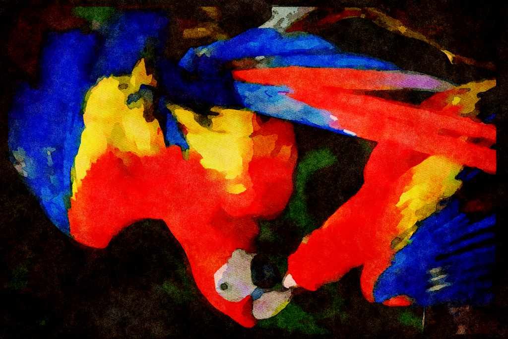 Wild Birds 008000 Two Scarlet Macaws A4 Limited Edition Watercolour Print