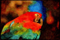 Wild Birds 008001 Red And Green Macaw A4 Limited Edition Watercolour Print
