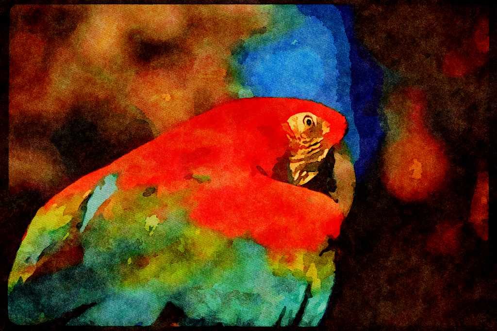 Wild Birds 008001 Red And Green Macaw A4 Limited Edition Watercolour Print
