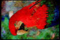 Wild Birds 008002 Scarlet Macaw A4 Limited Edition Watercolour Print