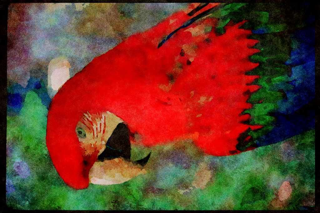 Wild Birds 008002 Scarlet Macaw A4 Limited Edition Watercolour Print