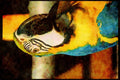 Wild Birds 008003 Blue And Gold Macaw, Frontal A4 Limited Edition Watercolour Print