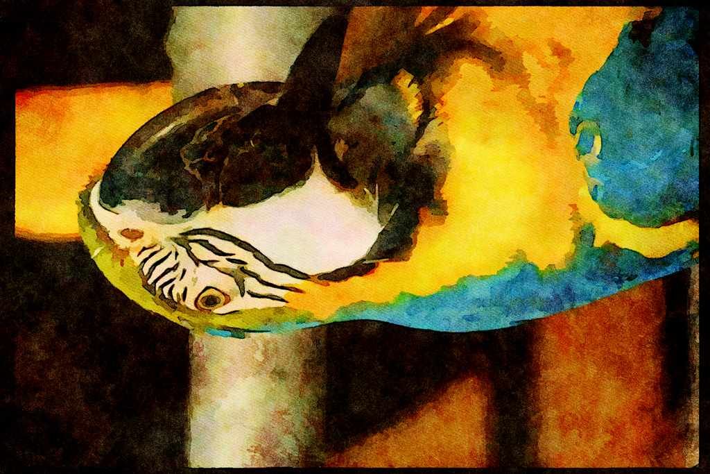 Wild Birds 008003 Blue And Gold Macaw, Frontal A4 Limited Edition Watercolour Print