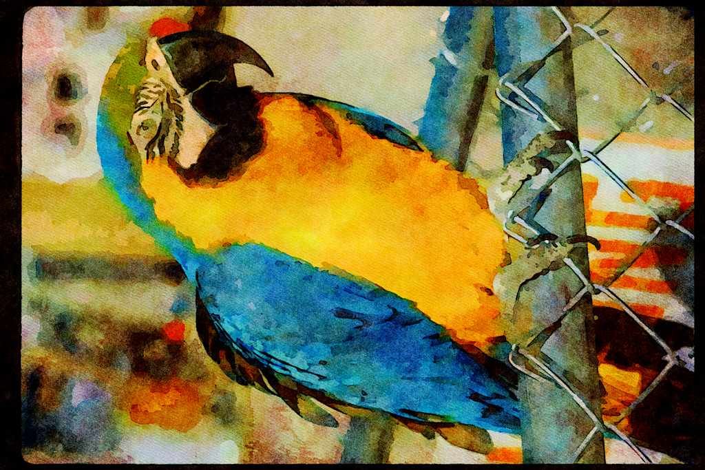 Wild Birds 008004 Blue And Gold Macaw On Fence A4 Limited Edition Watercolour Print