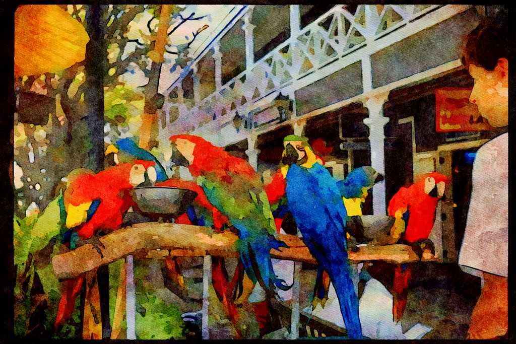 Wild Birds 008005 Macaws On Perch A4 Limited Edition Watercolour Print