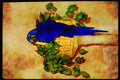 Wild Birds 008006 Blue Parrot On Basket A4 Limited Edition Watercolour Print